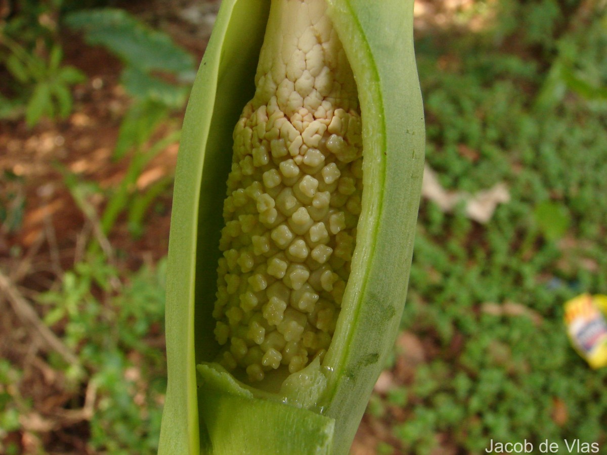 Alocasia macrorrhizos (L.) G.Don